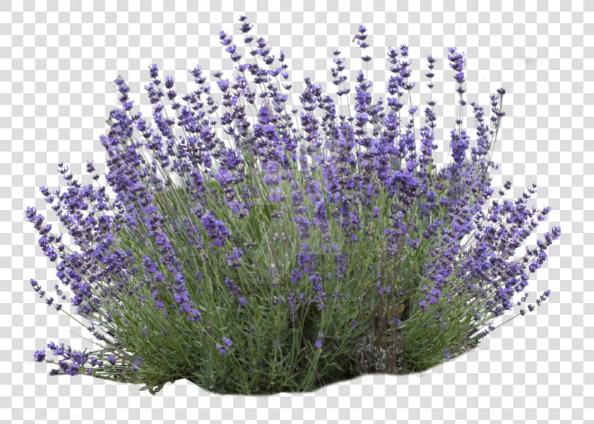 Dentata flowering Lavender common Sage french Plant   Lavender Bush No Background  HD Png DownloadTransparent PNG