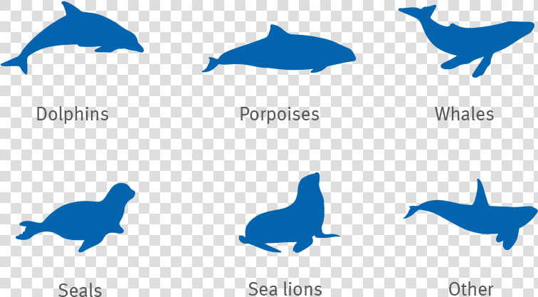 Dolphin  Porpoise  Whale  Seal And Sea Lion Silhouettes  HD Png DownloadTransparent PNG