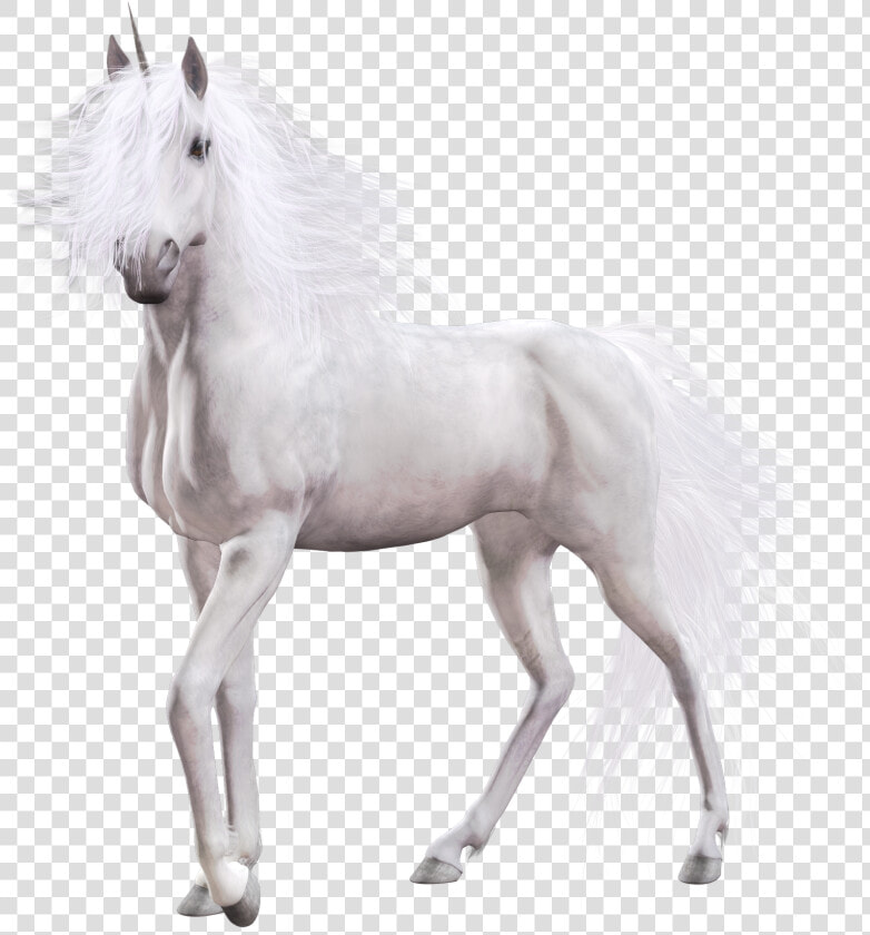 Unicorn Png   Realistic Unicorn White Background  Transparent PngTransparent PNG