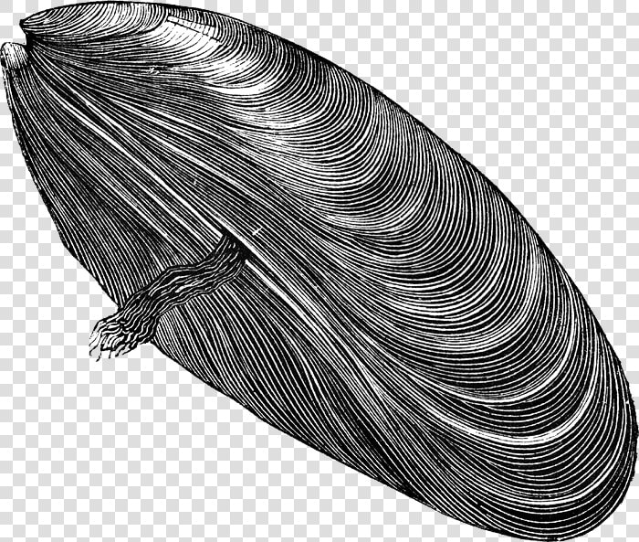 Download Mussel Png Free Download  Transparent PngTransparent PNG