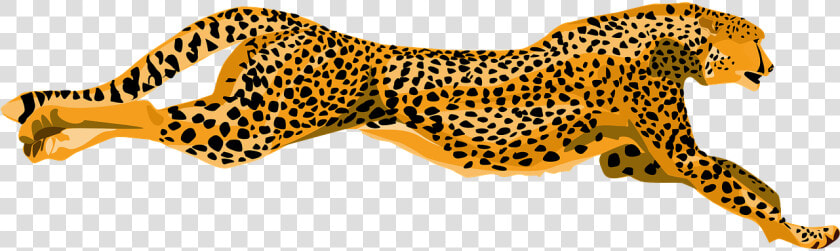 Cheetah  Wildcat  Fast  Speed  Spotted  Color  Wildlife   Cheetahs Clipart  HD Png DownloadTransparent PNG