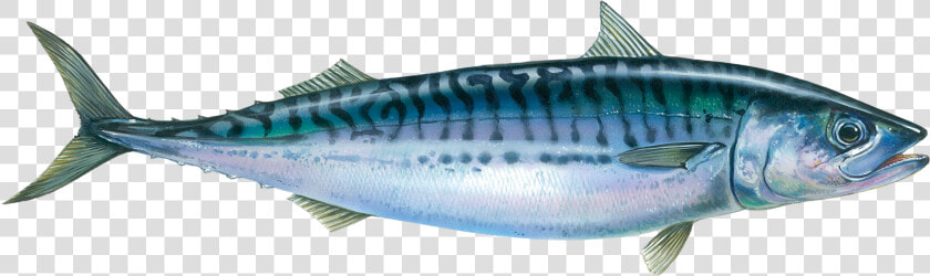 Atlantic Mackerel Fish  HD Png DownloadTransparent PNG