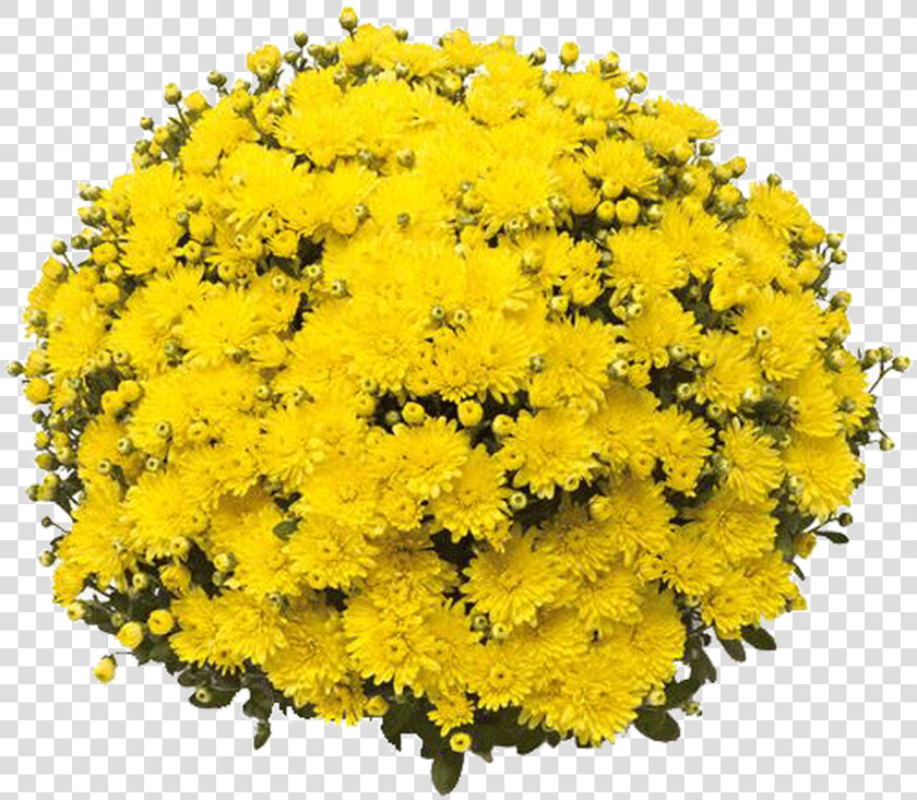 Belgian Mums® Amiko Yellow   Chrysanthemum  HD Png DownloadTransparent PNG