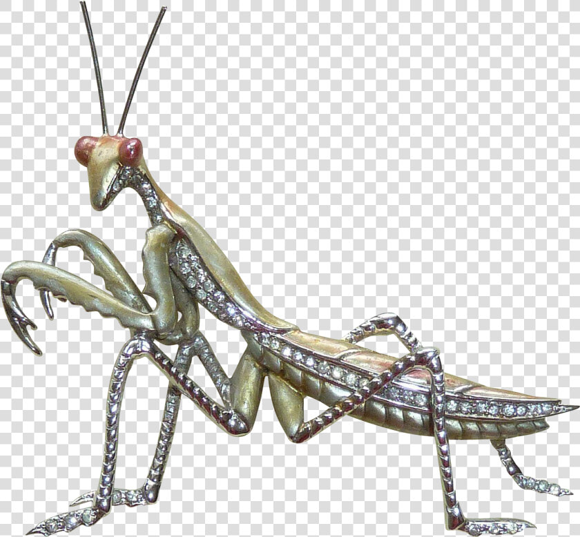 Mantidae  HD Png DownloadTransparent PNG