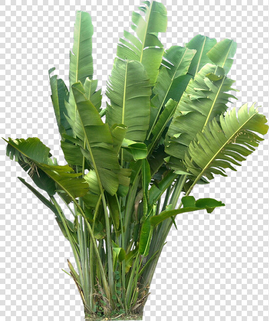 Tropical Plants Png   Tropical Plants Plant Png  Transparent PngTransparent PNG