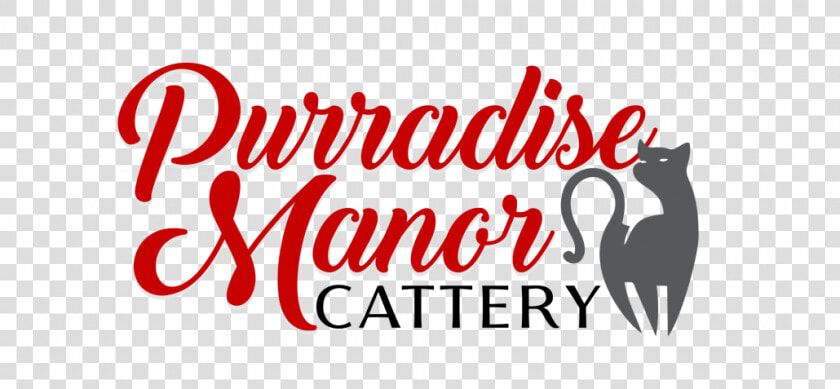 Purradise Manor Cattery   Black Cat  HD Png DownloadTransparent PNG