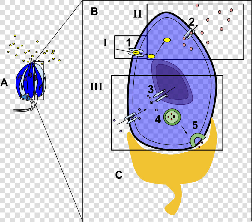 Taste Receptor Cell Diagram  HD Png DownloadTransparent PNG