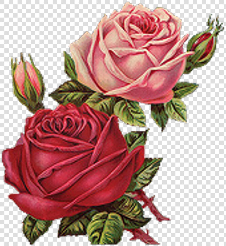 Red Roses Vintage Png Clipart   Png Download   Red Flower Vintage Png  Transparent PngTransparent PNG