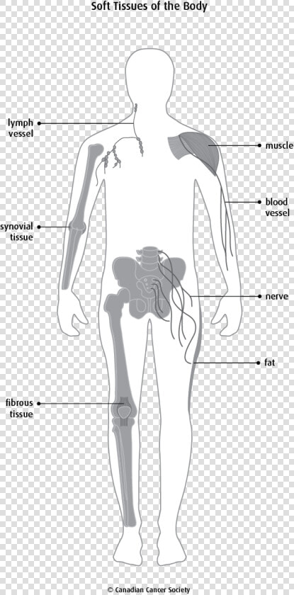 Blank Diagram Immune System  HD Png DownloadTransparent PNG