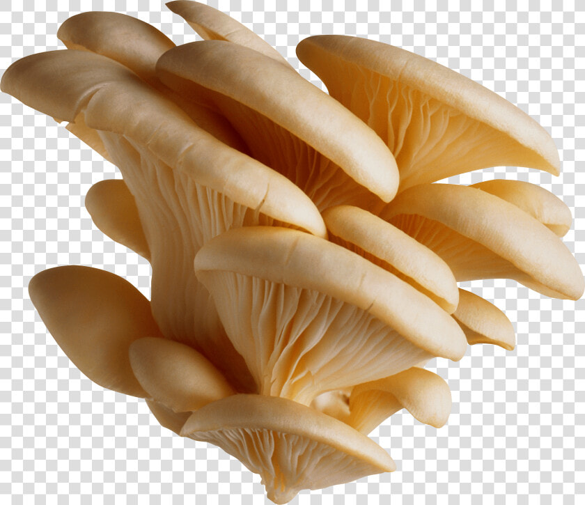 Mushrooms Png   Nature   Mushroom Png  Transparent PngTransparent PNG