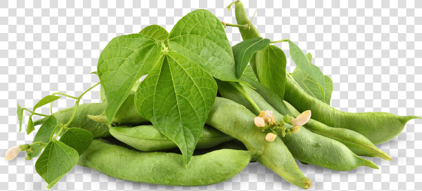 Soybean   Edamame Leaves  HD Png DownloadTransparent PNG