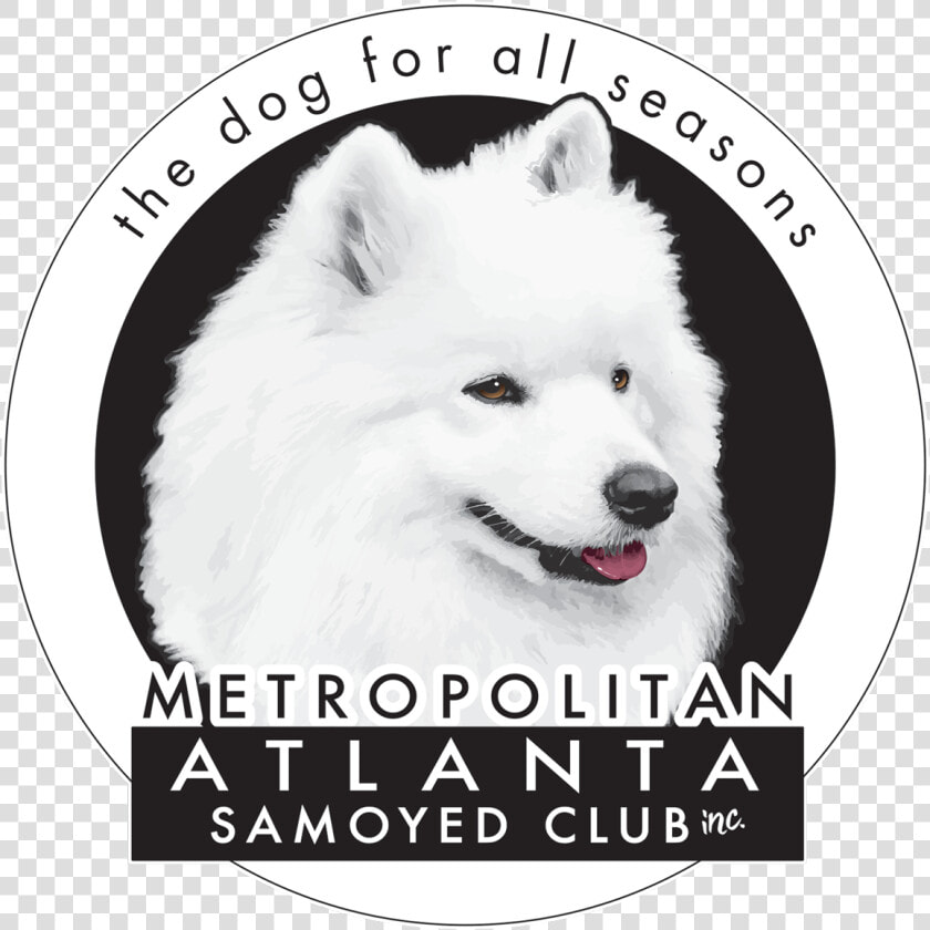 Metropolitan Atlanta Samoyed Club   Japanese Spitz  HD Png DownloadTransparent PNG