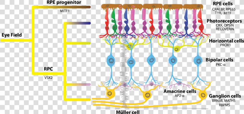 Retinal Rpc Rpe Photoreceptor  HD Png DownloadTransparent PNG