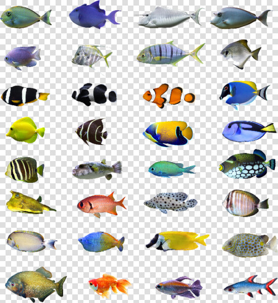 Tropical Fish Bali  HD Png DownloadTransparent PNG