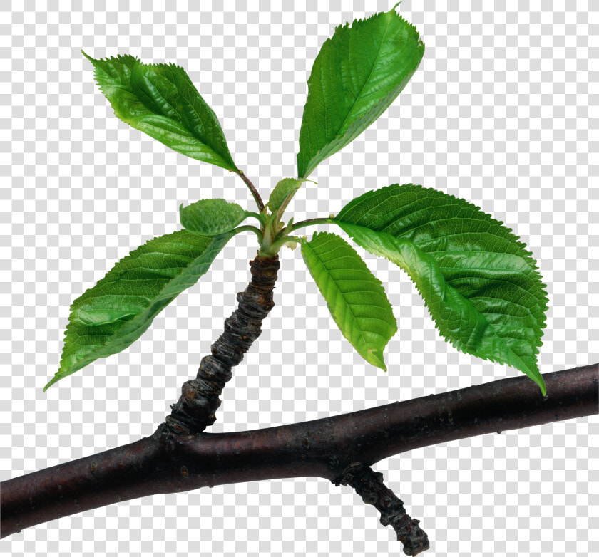 Green Leaves Branch Png   Leaf On A Branch  Transparent PngTransparent PNG