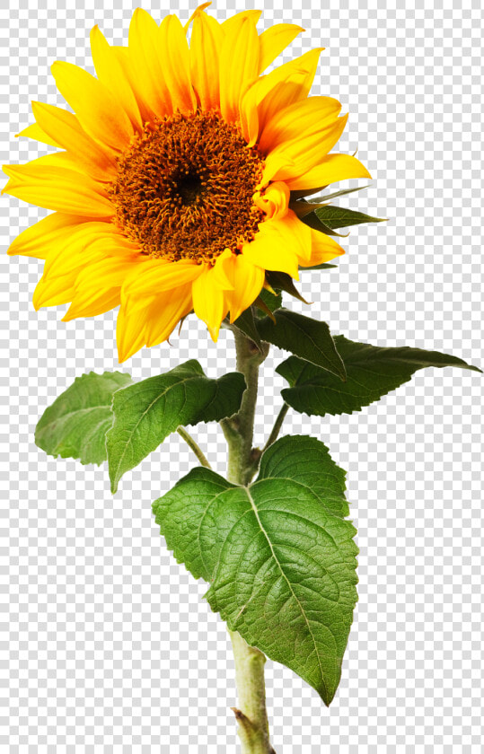 Sunflowers Png Individual Graphic Royalty Free Library   Sometimes Things Take Time Quotes  Transparent PngTransparent PNG