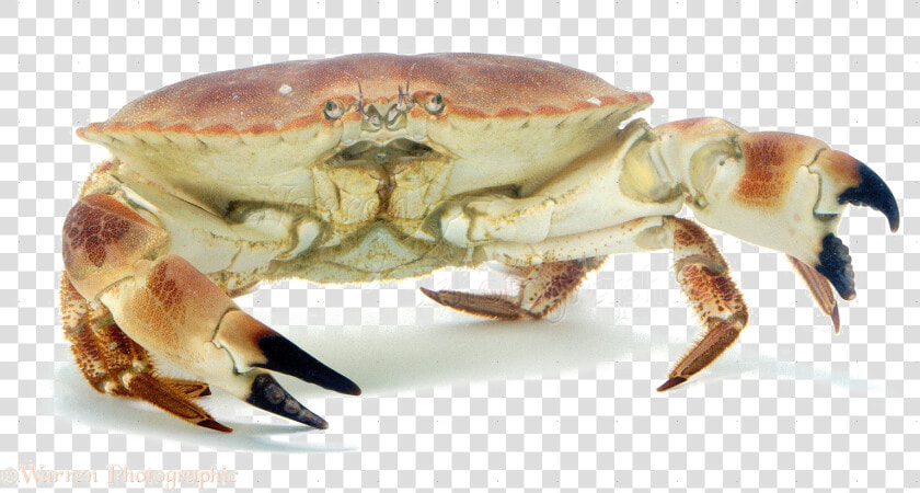 Crab Png Image   Transparent Background Crab Png  Png DownloadTransparent PNG