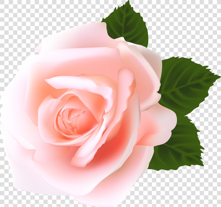 Green Hats  High Quality Images  Pink Roses  Flower  HD Png DownloadTransparent PNG