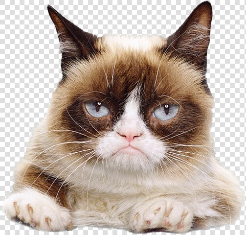 Grumpy Cat Face Png File   I M Going To Kick Your Ass  Transparent PngTransparent PNG