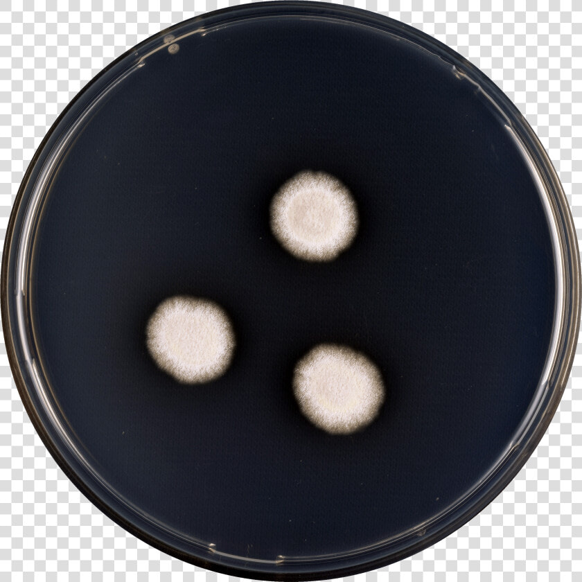 Aspergillus Subalbidus Cya   Circle  HD Png DownloadTransparent PNG