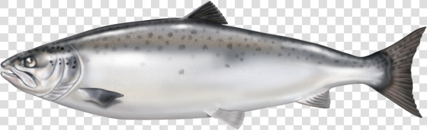 Atlantic Salmon From Norway Is Our Raw Material Base   Salmon Fish No Background  HD Png DownloadTransparent PNG