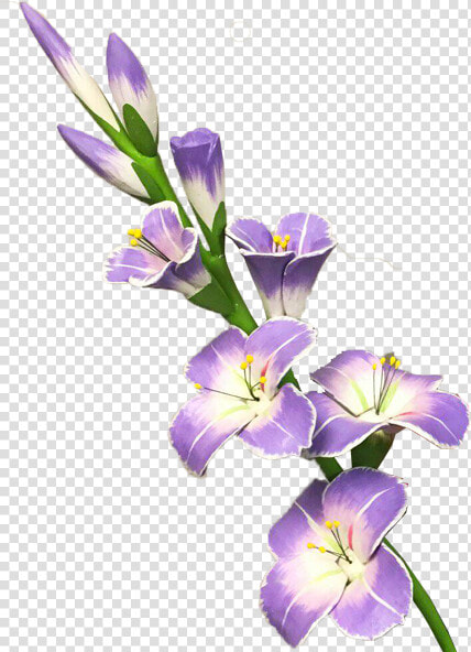 Bouquet Gladiolus Png   Gladiolus Flower Transparent Background  Png DownloadTransparent PNG