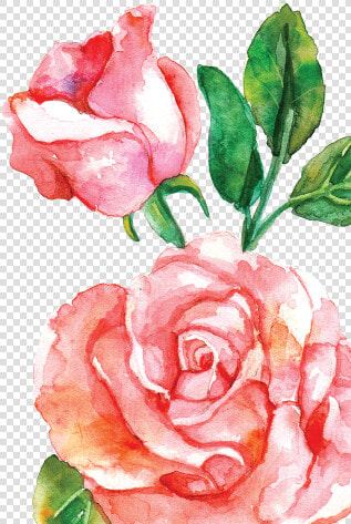 15 Pink Watercolor Roses Png For Free Download On Mbtskoudsalg   Rose Flowers Watercolor Png  Transparent PngTransparent PNG