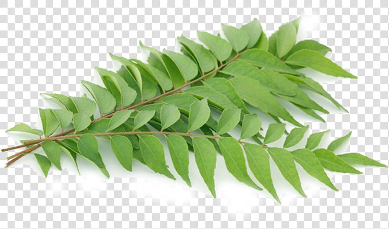 Layer   Smooth Sumac  HD Png DownloadTransparent PNG