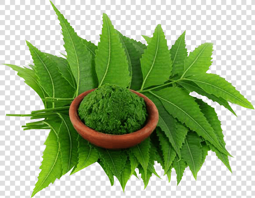 Neem Leaf Powder Is Counted As Effective Pest Repellent   HD Png DownloadTransparent PNG