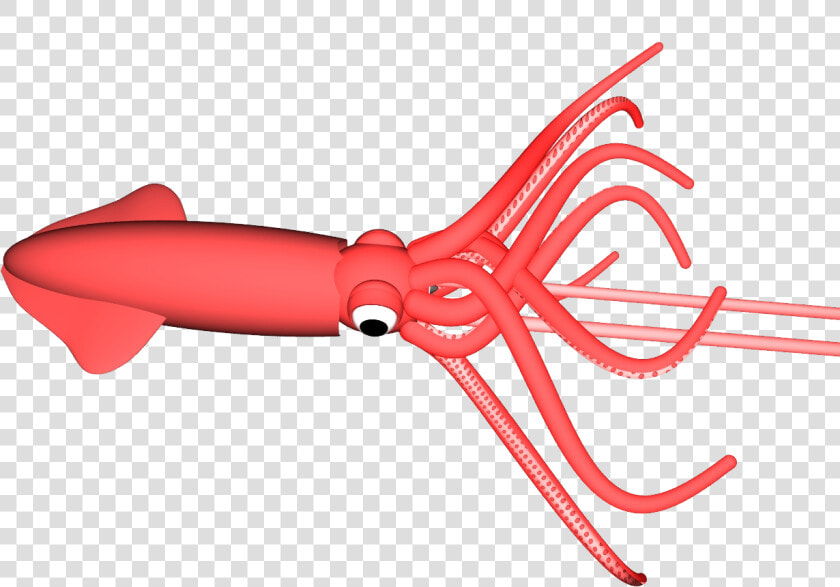 Squid Png   Colossal Squid  Transparent PngTransparent PNG