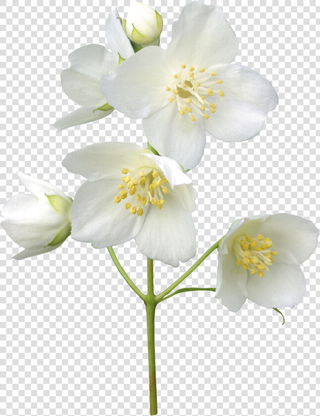 Jasmin Flower  Leaves  Jasmine  Free  Tattoos  Flowers    Jasmin Png  Transparent PngTransparent PNG