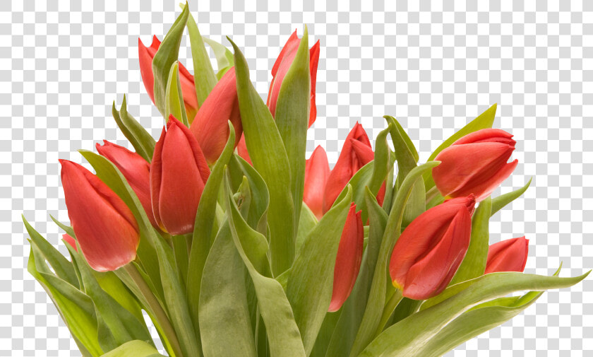 Flower flowering Plant plant tulipa Humilis tulip lady  HD Png DownloadTransparent PNG