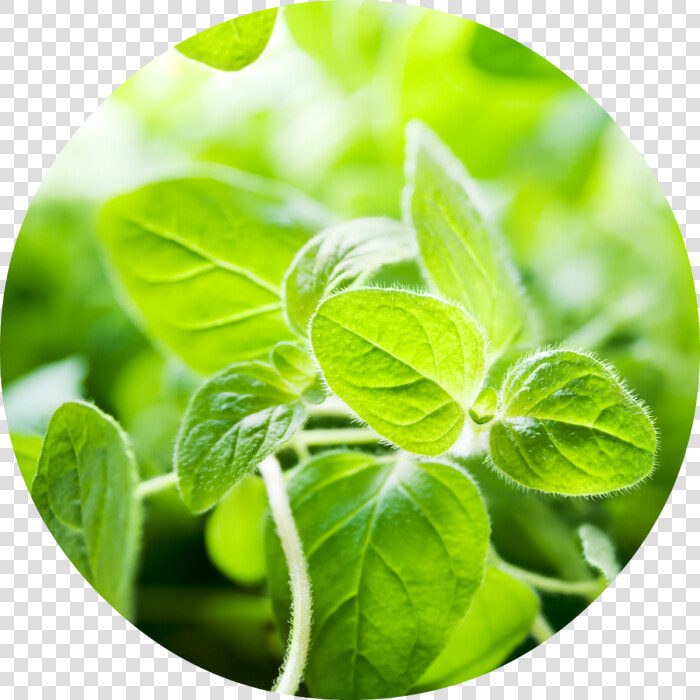 Oregano Essential Oil  HD Png DownloadTransparent PNG