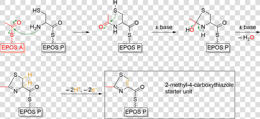 Formation Of Thiazole Starter Unit During Epothilone   Thiazole Formation  HD Png DownloadTransparent PNG