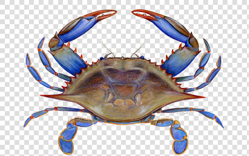 Maryland Blue Crab Clipart  HD Png DownloadTransparent PNG