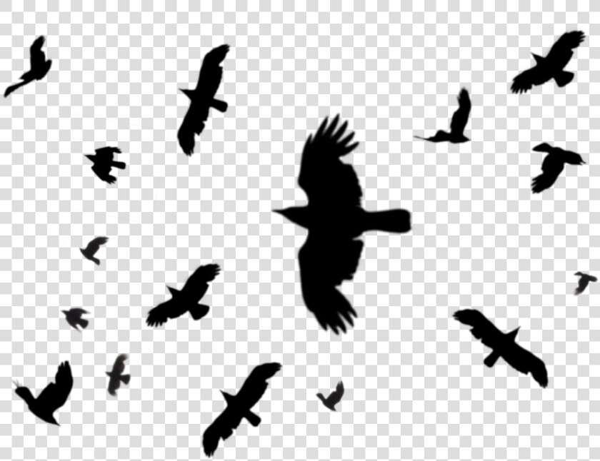 Black Birds Png   Black Birds Flying Png  Transparent PngTransparent PNG