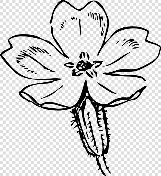 Primrose Sketch  HD Png DownloadTransparent PNG