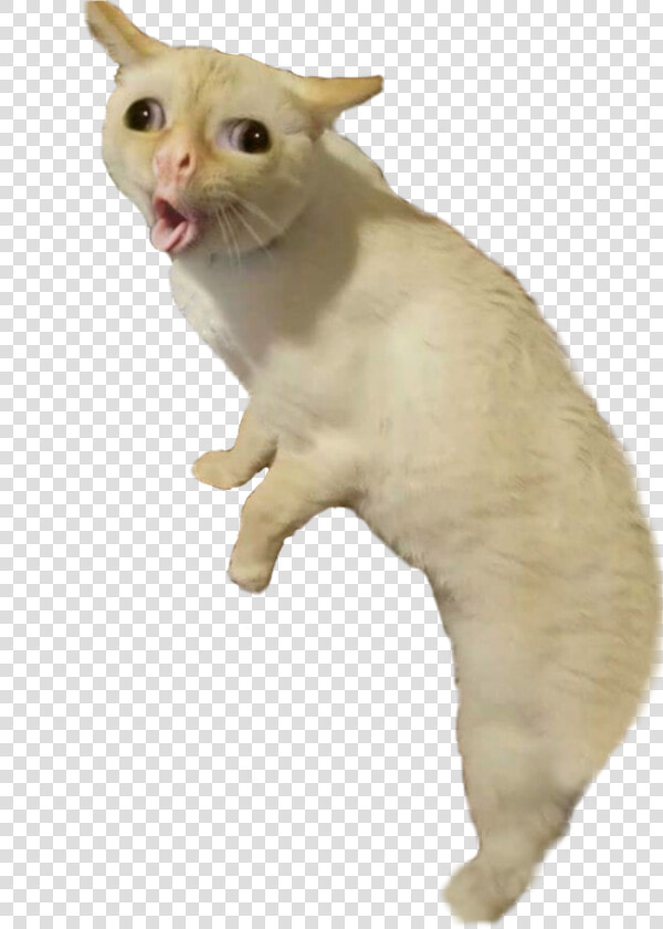  bad  taxidermy  coughing  cat  full  freetoedit  HD Png DownloadTransparent PNG