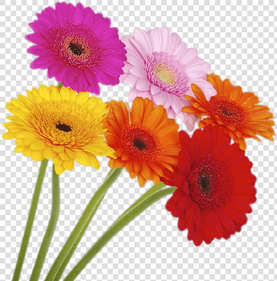 Coloured Gerberas On High Stems   Coloured Gerberas  HD Png DownloadTransparent PNG