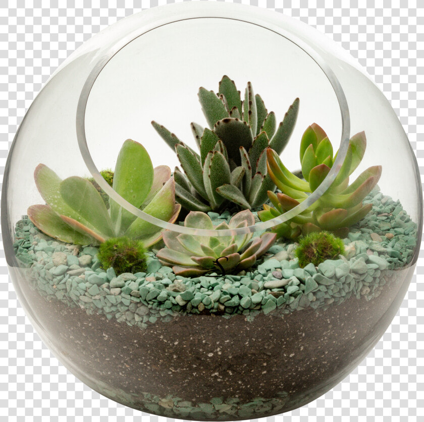 Succulent Bowl Png   Succulent In Glass Png  Transparent PngTransparent PNG