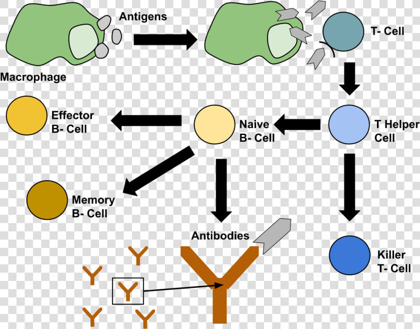 Healthy Immune System Diagram  HD Png DownloadTransparent PNG