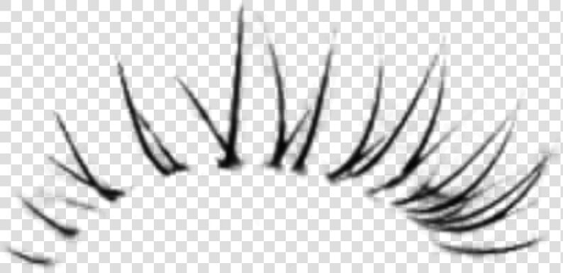  lash  eyelashes  eyelash  mascara   Eyelashes Png For Photoshop  Transparent PngTransparent PNG