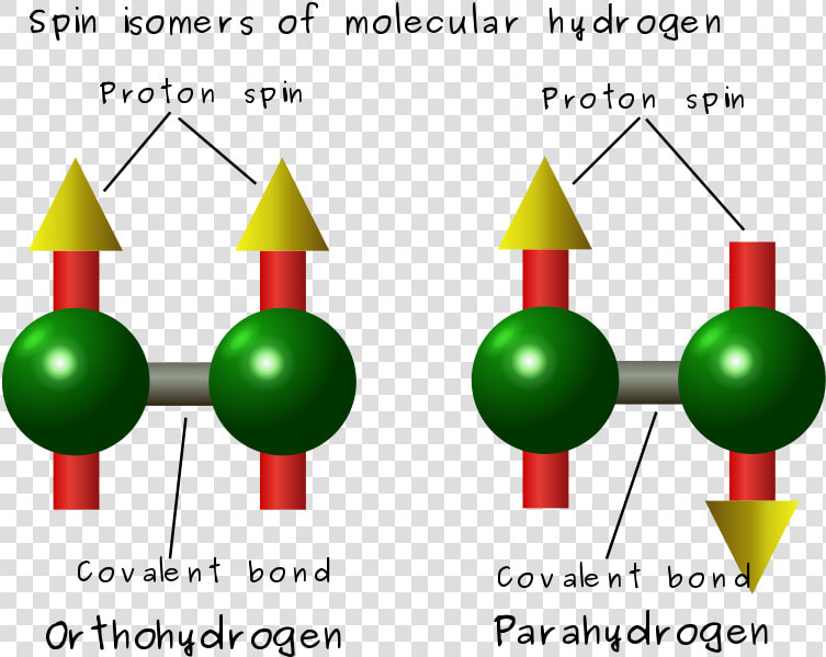 Difference Between Ortho And Para Hydrogen   Hydrogen Spin  HD Png DownloadTransparent PNG