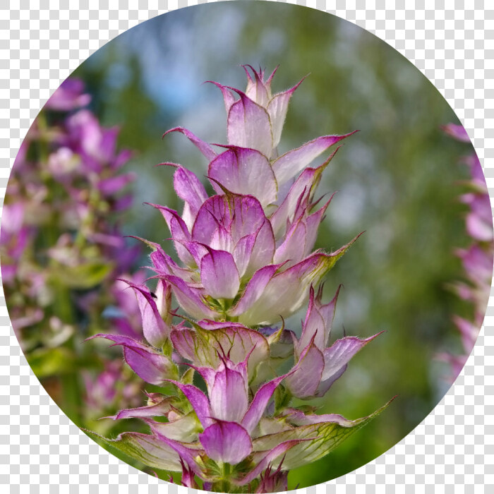 Clary Sage Free  HD Png DownloadTransparent PNG