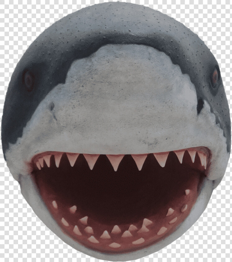 Shark Great White Head   Shark Head Png  Transparent PngTransparent PNG