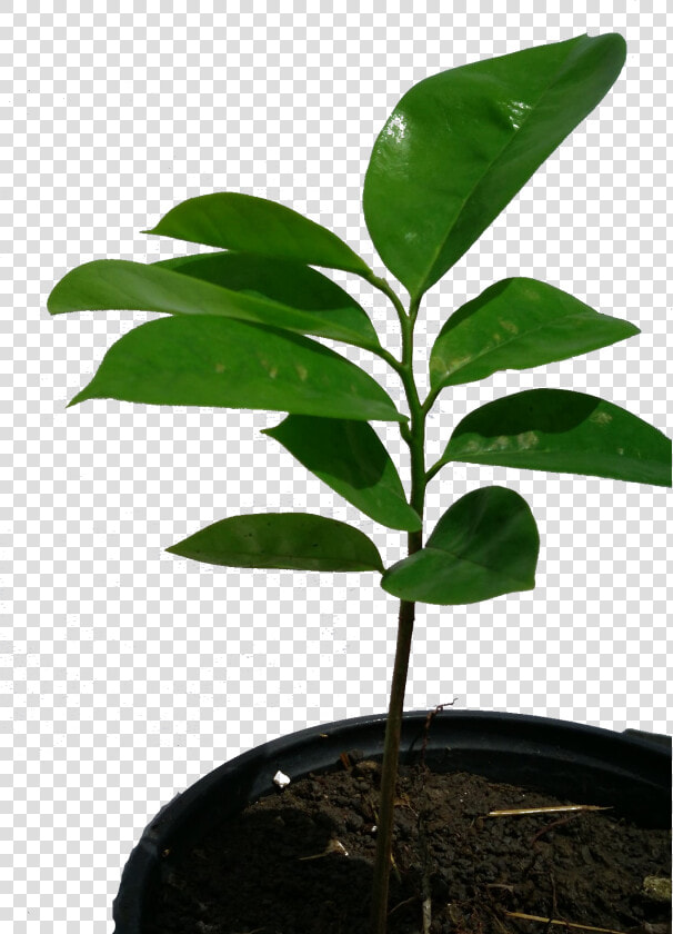 Crape Myrtle Png  Transparent PngTransparent PNG