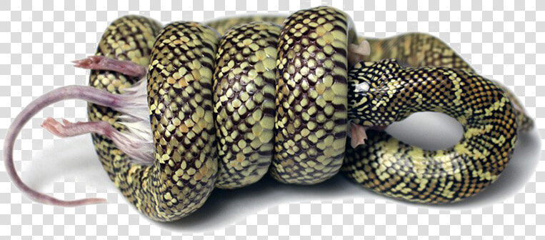 Snake Png Image Background   Snake Constriction  Transparent PngTransparent PNG