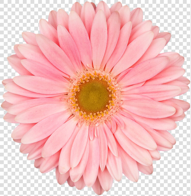 Wb Gerbera S   Real Flower Clipart  HD Png DownloadTransparent PNG