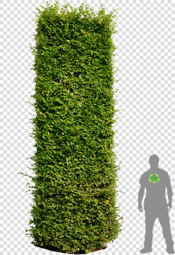 Hedges Plan Png  Transparent PngTransparent PNG