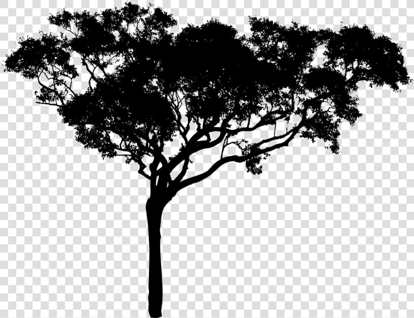 Tall Tree Silhouette   Free Tree Vector Png  Transparent PngTransparent PNG